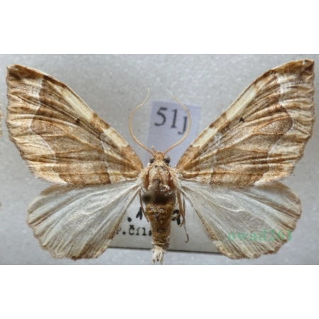 Pelurga comitata (Linnaeus, 1758) Paśnik maczyniak Czech51j